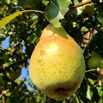 hruška President Mas plod