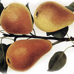 hruška Pstružka plody