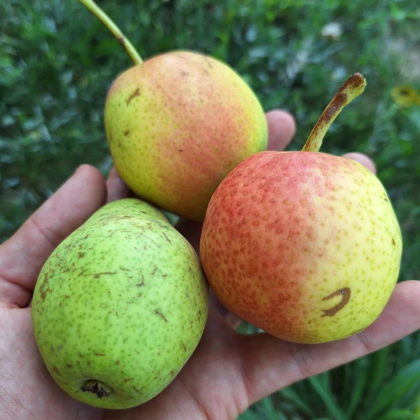 hruška Ružovka plody v dlani