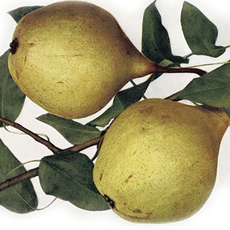hruška Sixova plody