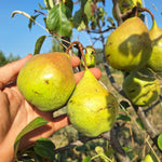 hruška Sixova plody 