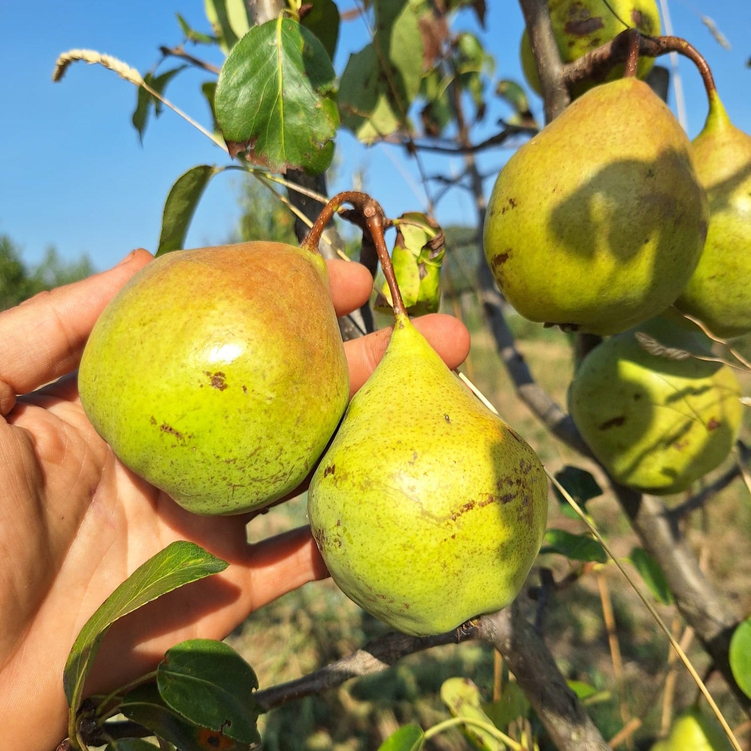 hruška Sixova plody 