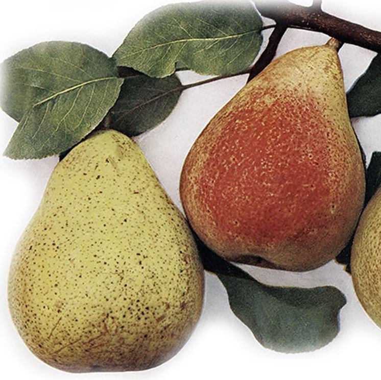 Hruška Sterkmanova plody