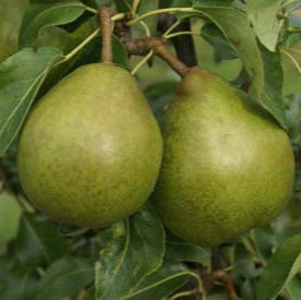 Hruška Dielova maslovka detail plod