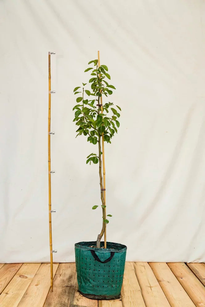 Hruška Grosdemange airpot arbotaška strom