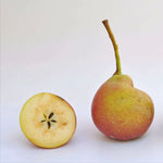 hruška Jahonátka detail plod