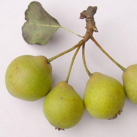 Hruška Jakubka česká plody detail