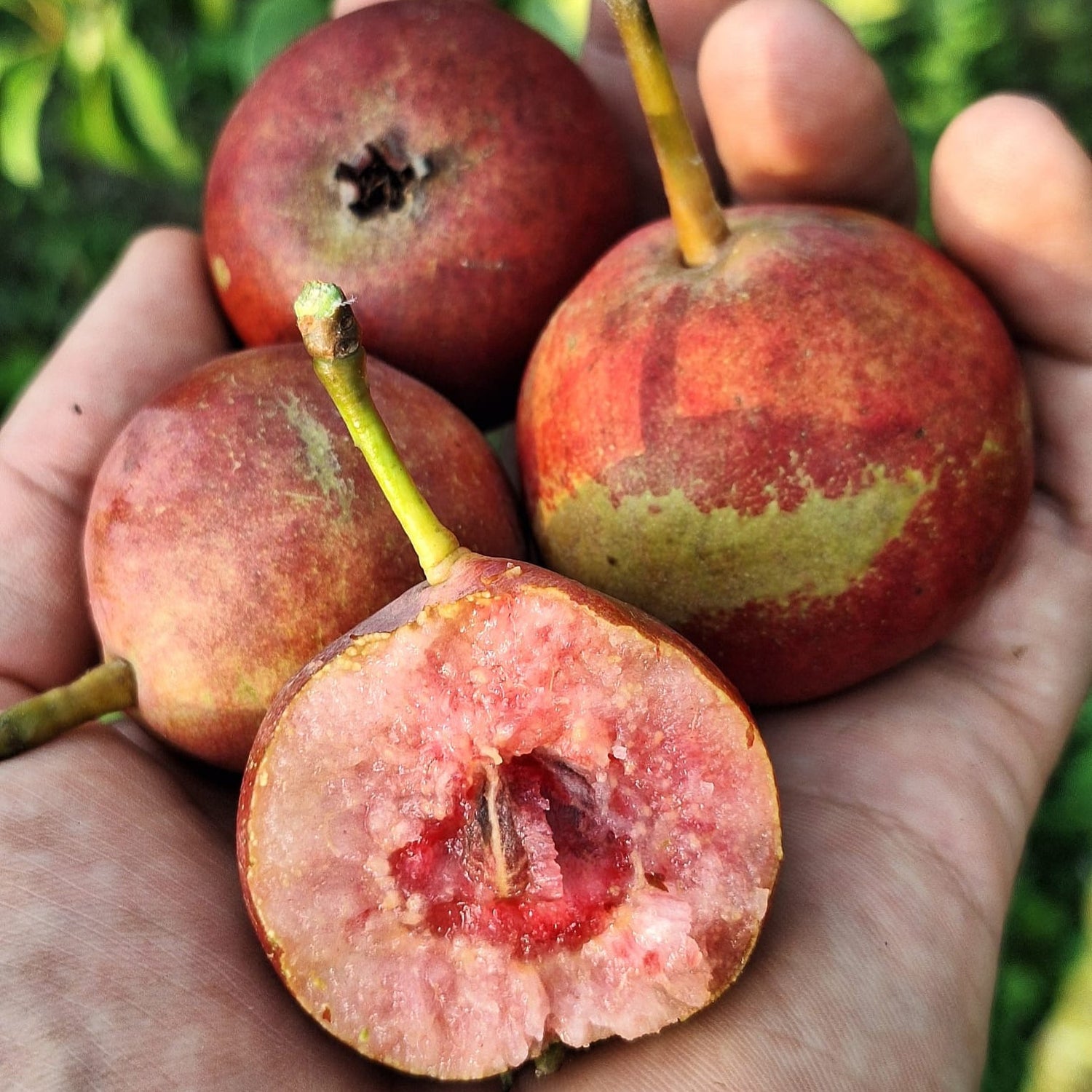 hruška Krvavka letná plody