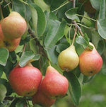 Hruška Krvavka veľká plody detail