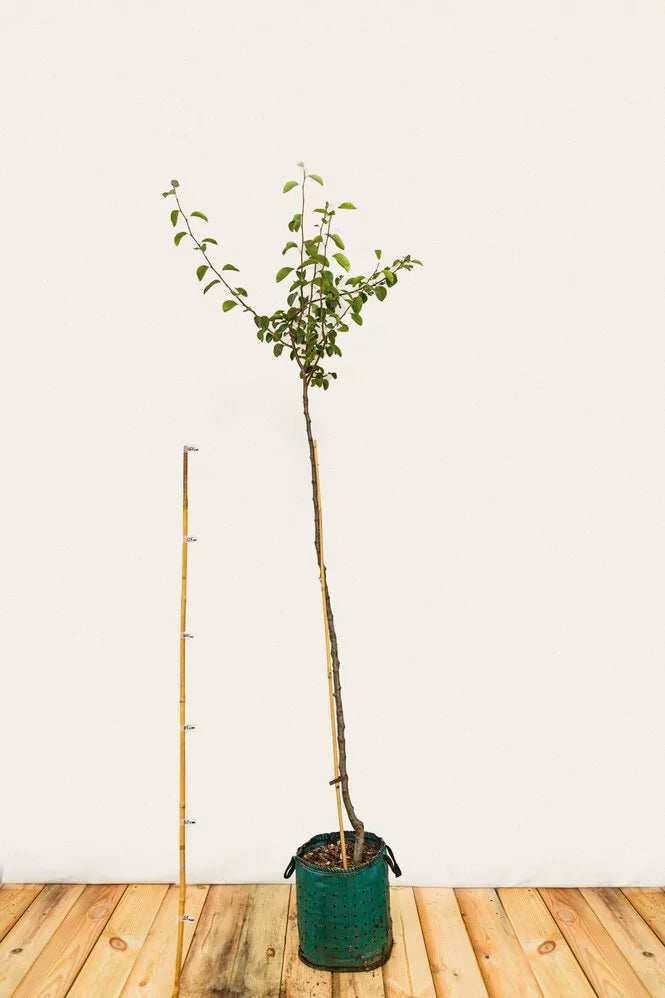 Hruška  Libochovická airpot arbotaška strom