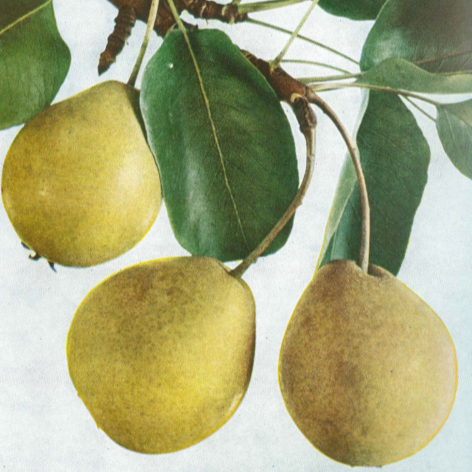 Hruška Muškatelka šedá plody detail