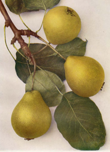 Hruška Muškatelka šedá plody detail