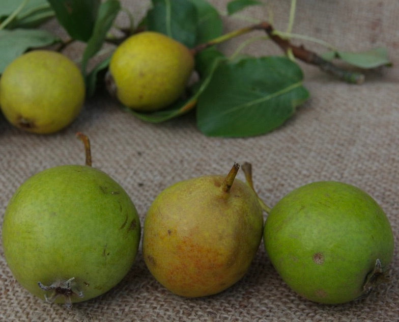 hruška muškatelka šedá plody 
