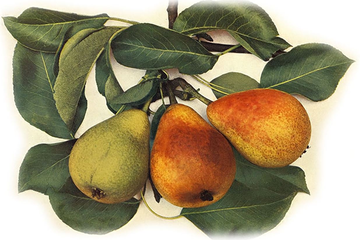 hruška Muškatelka turecká plody