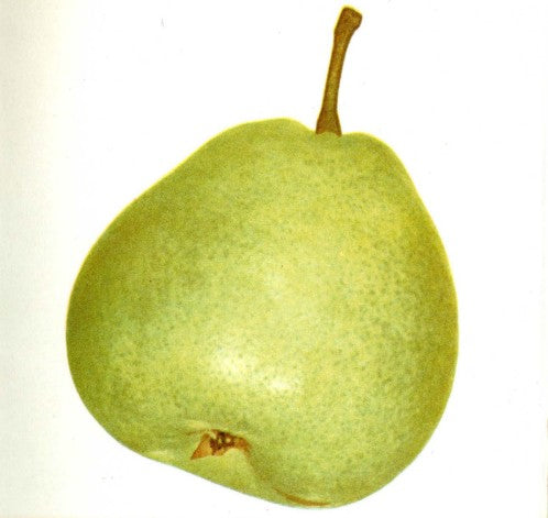 Hruška Naghinova plod detail