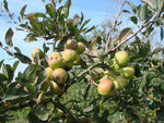 Hruška nivalis