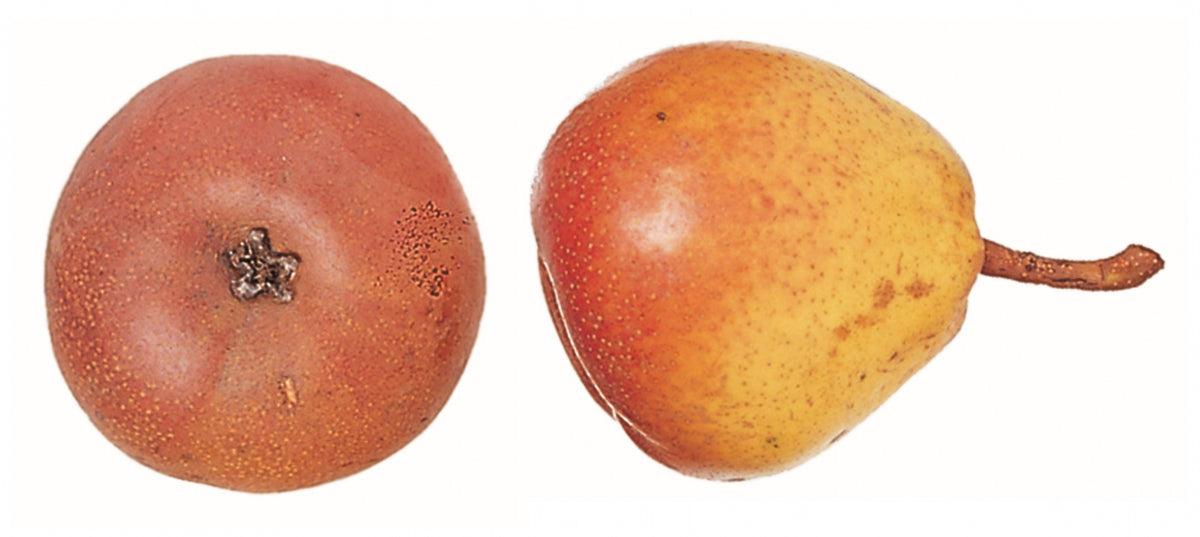hruška soľnohradka detail plod