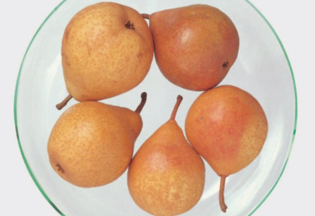 Hruška Tongréská plody detail