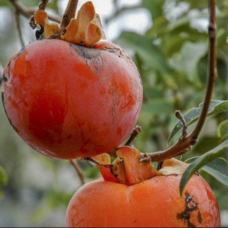 Hurmi kaki Cioccolatino plody detail