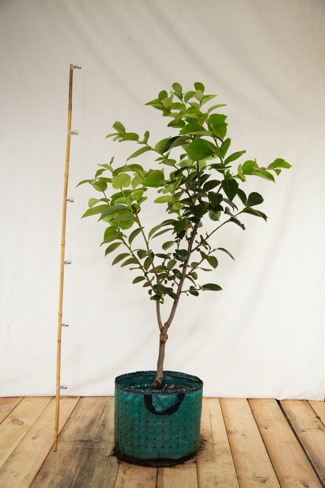 Hurmi kaki Rojo Brillante strom arbotaška airpot