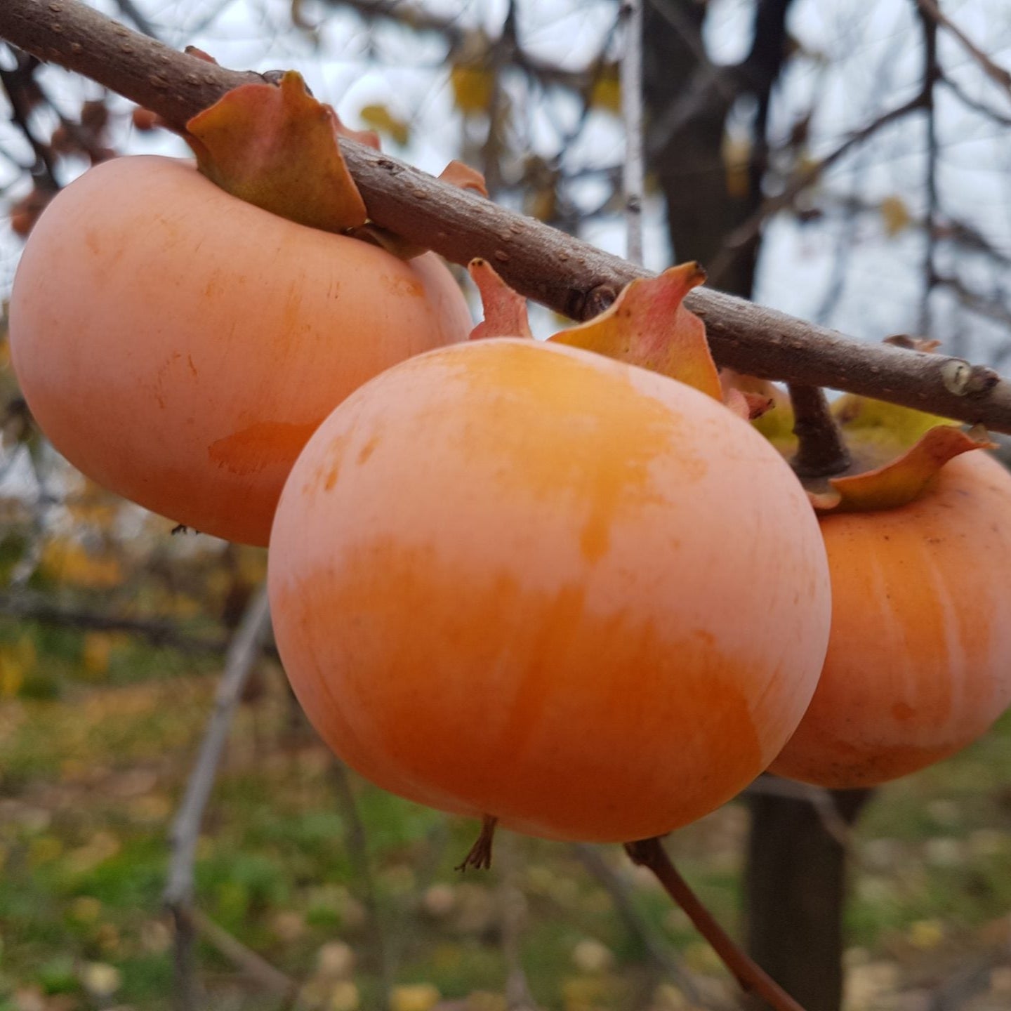 hurmi kaki Rosseyanka