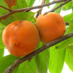 hurmi kaki Vainiglia plody