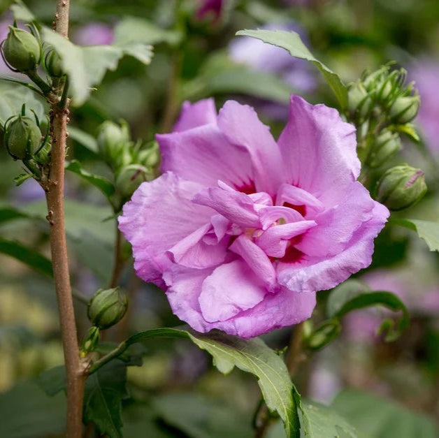 Ibištek sýrsky Ardens detail kvet