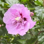 Ibištek sýrsky Lavender Chiffon® detail kvet