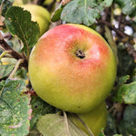 jabloň Batul plod 