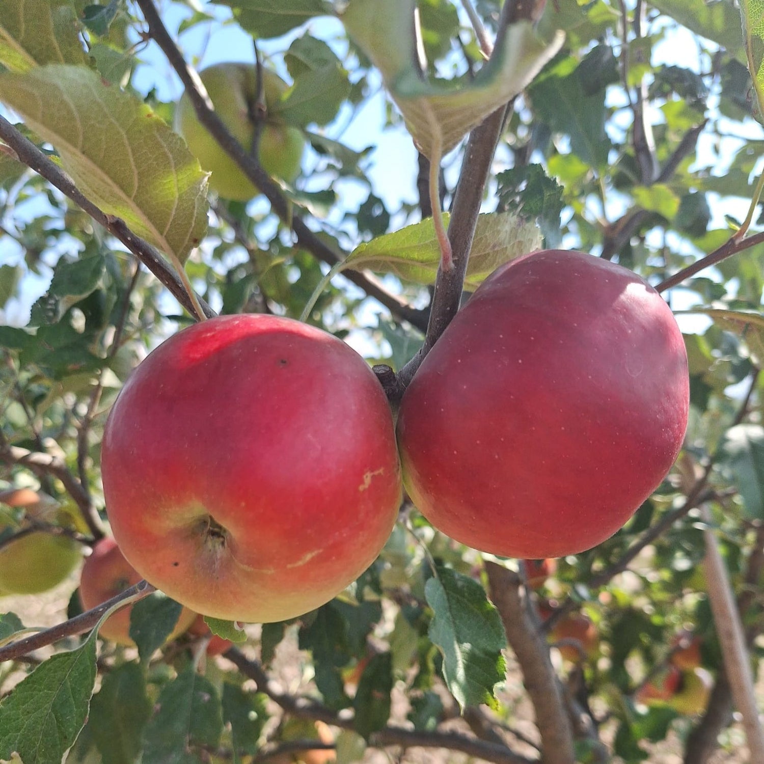 Jabloň Jonathan (Jonatán)