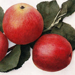 jabloň Matkino plody 