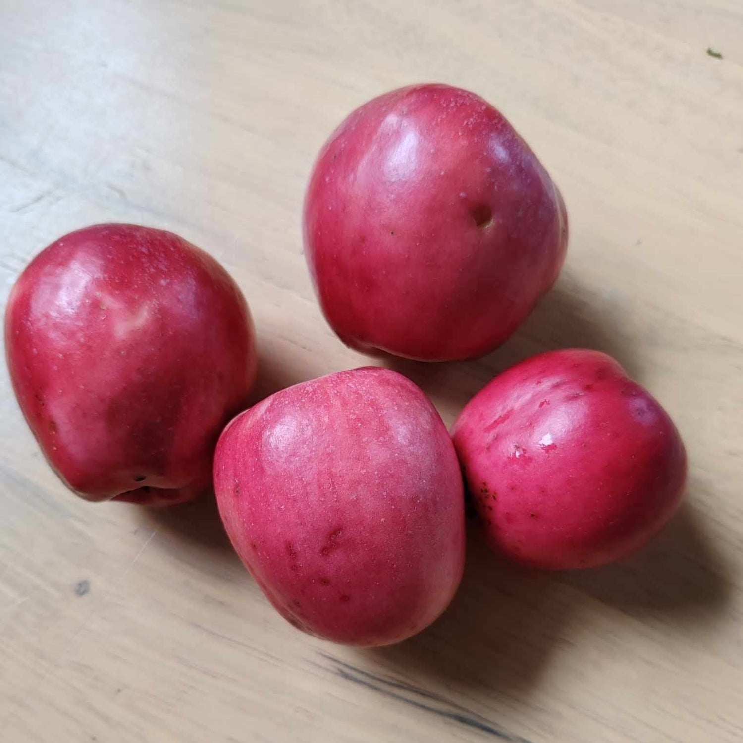 Jabloň Panenské české