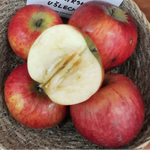 jabloň Solivarské ušľachtilé plody 