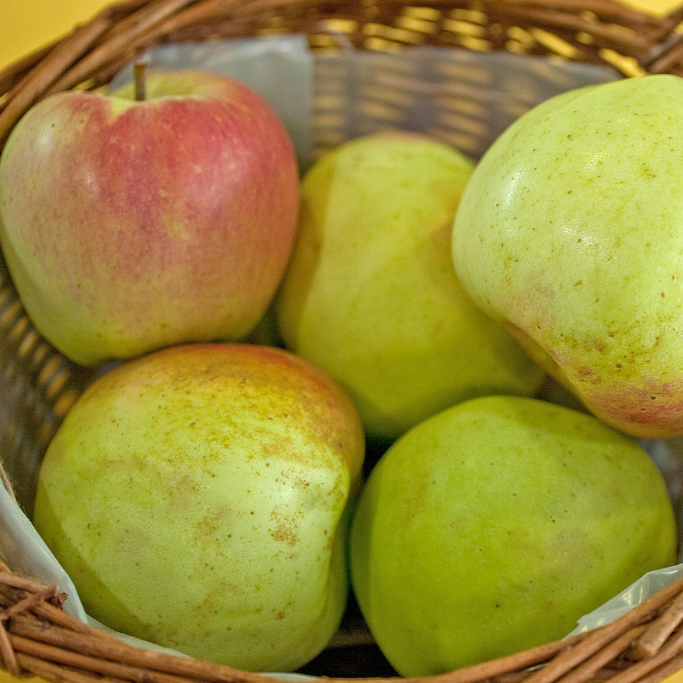 Jabloň Aderslebenský kalvil plody detail