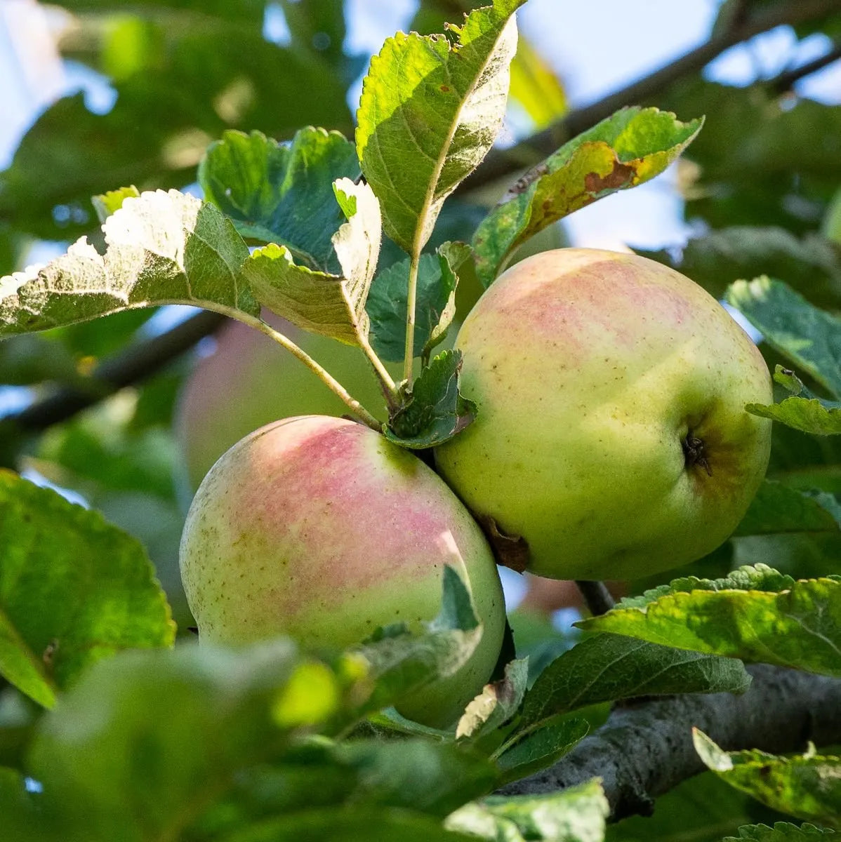 Jabloň Aderslebenský kalvil