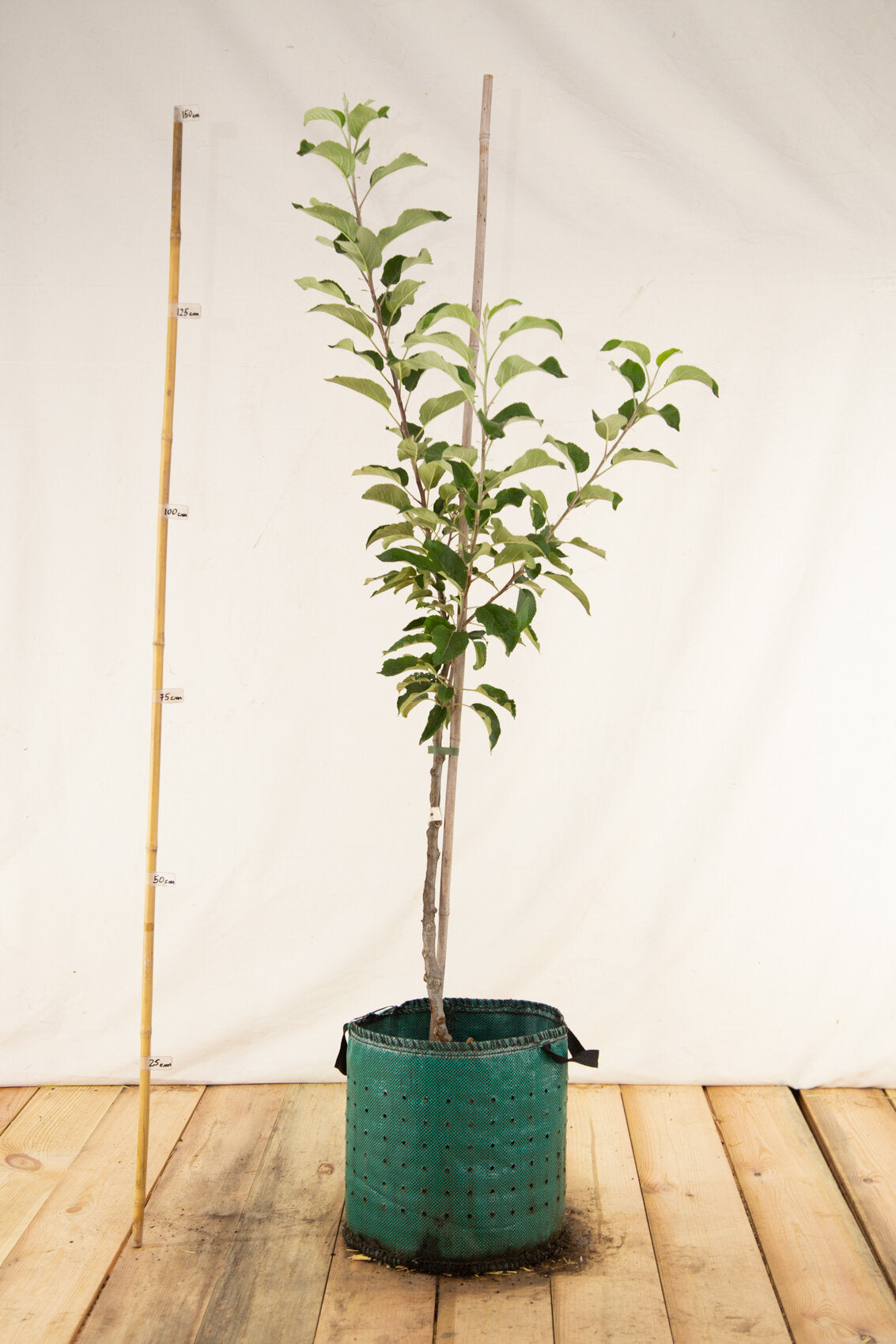 jabloň airpot štvrťkmeň