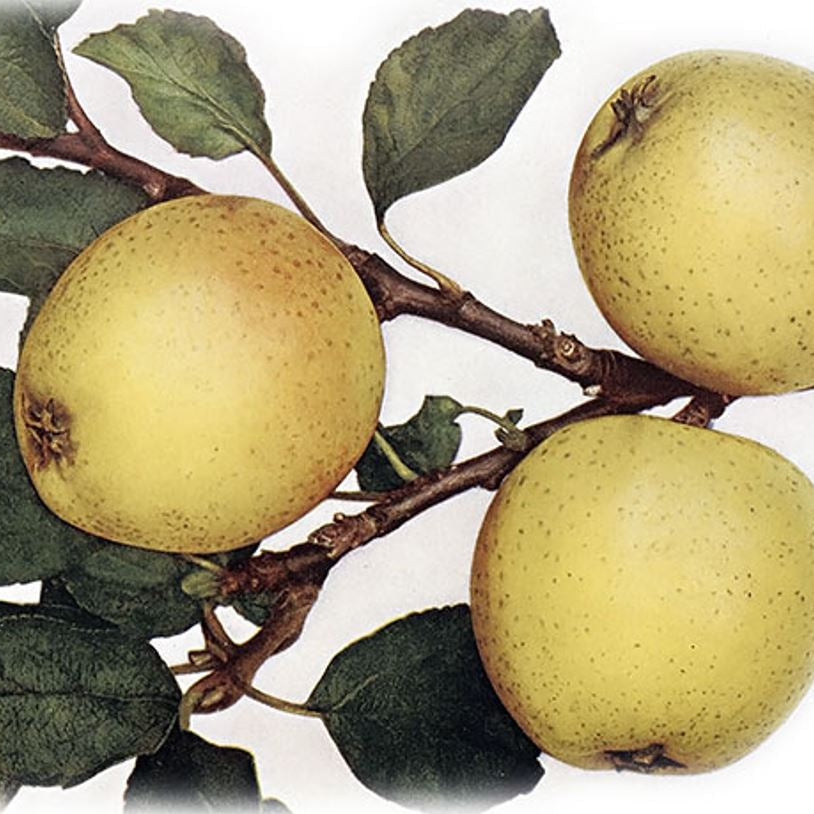 Jabloň Ananasová reneta