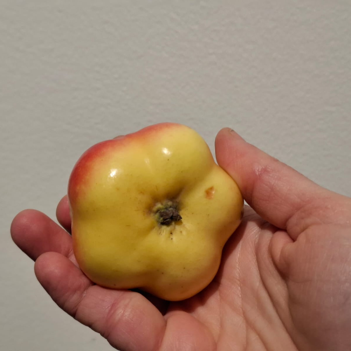 Jabloň Api hvězdovité