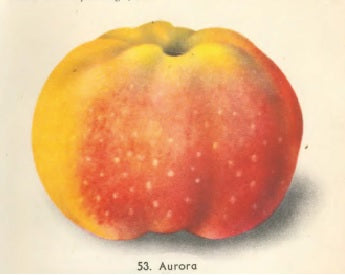 Jabloň Aurora plody