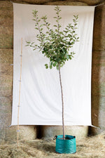 jablon Blenheimská reneta strom OSJBLERVKAP50