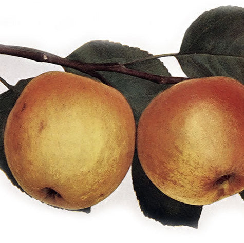 Jabloň Boskoopské plody