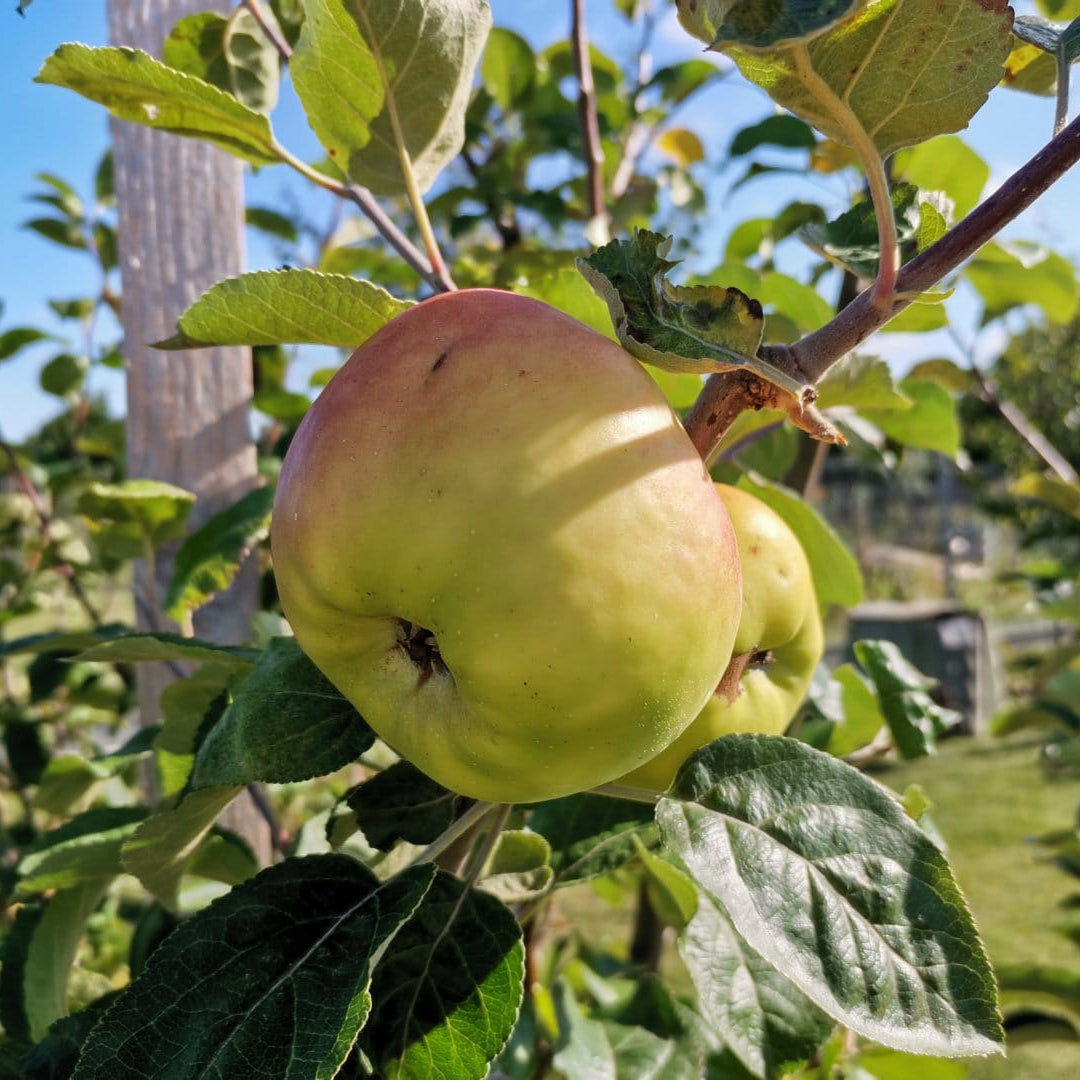 Jabloň Bosmanka plody