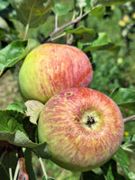 jabloň charlamowski borowinka plody 