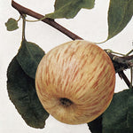 Jabloň Charlamowski (Borowinka) plody