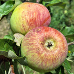 jabloň Charlamowski Borowinka plody