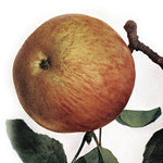 Jabloň Coulanova reneta plody