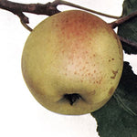 Jabloň Croncelské plody