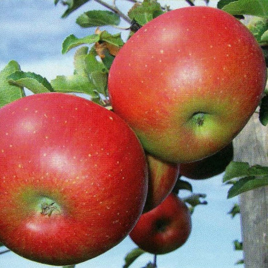 Jabloň Discovery plody detail