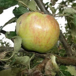 Jabloň Elise Rathke plody