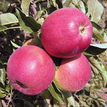Jabloň Gascoyneho šarlátové plody
